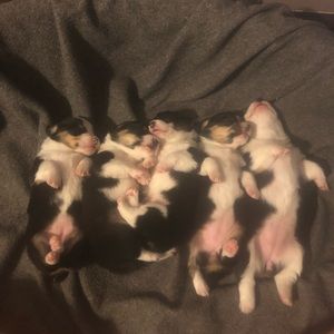 Meet your Posher, Claytin